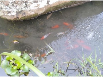 Survei Tempat Kegiatan Outing Class di Koto Anau